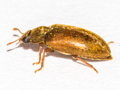 Byturus ochraceus